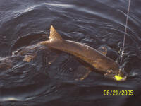 Lake Trout Fishing